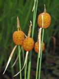 Typha minima